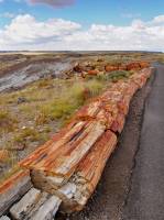 Tronc pétrifié (Petrified forest, AZ)